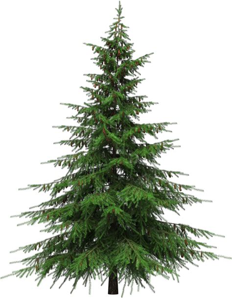 Green Christmas Fir Tree Transparent Png Png Mart