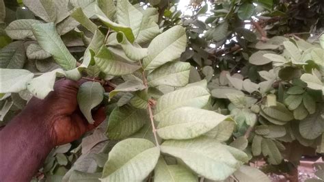 The Ackee Plant In Northern Ghana 🇬🇭 Jamaicaackeeplant