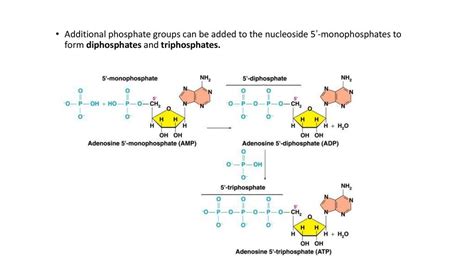 5 Nucleic Acids Lecture Ppt Download