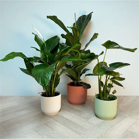 3 Indoor Plants - Lily Multicolour Collection - The Boma Garden Centre