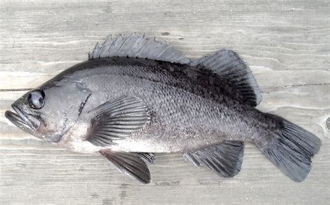 Black Rockfish - Pier Fishing in California