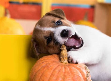 Can Dog Eat Pumpkin Skin