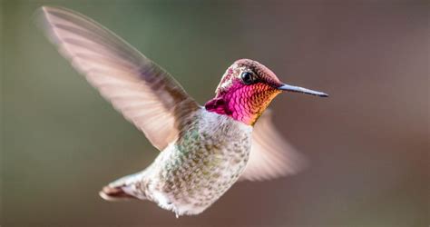 Anna's Hummingbird Identification, All About Birds, Cornell Lab of ...