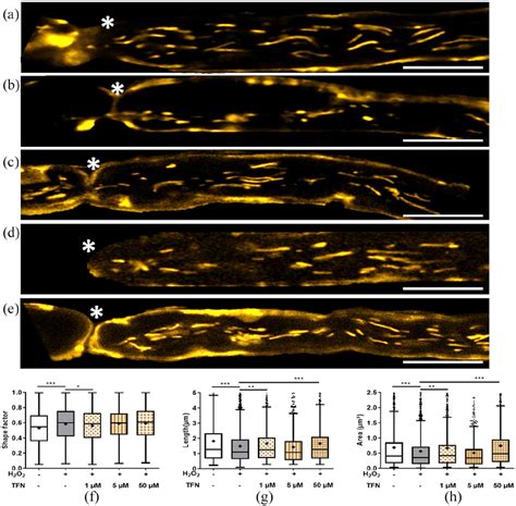 Mitochondrial Morphology Altered During Oxidative Stress Without