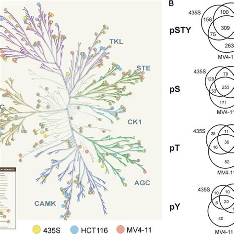 Phosphorylation Site Mapping Across The Human Kinome A Protein