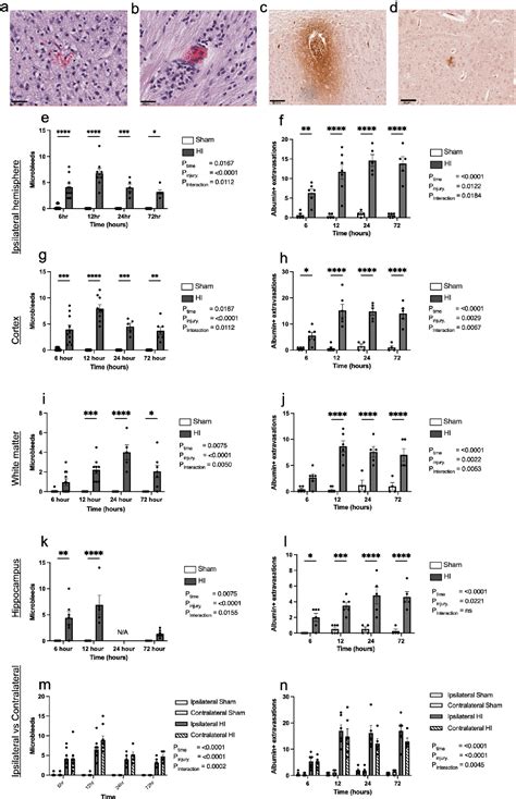 Figure 3 From The Temporal Relationship Between Bloodbrain Barrier