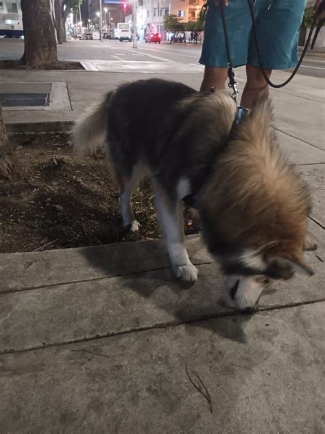 Robert Lobo On Twitter El Perrito Que Fue Hallado Este Domingo En El