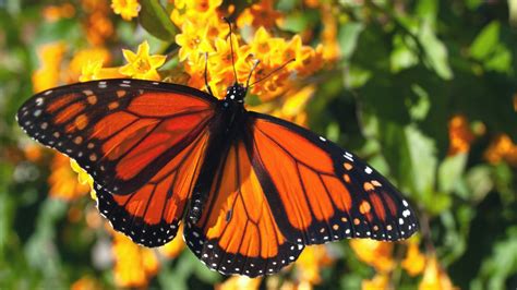 30 Beautiful Host Plants For Butterflies