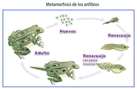 Ciclo De Vida Sapo