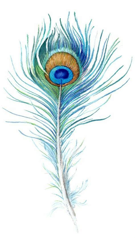 Peacock Feather Feather Illustration Watercolor Peacock Feather Art