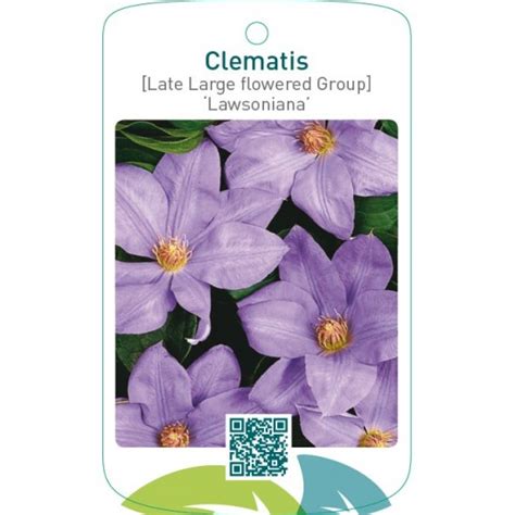 Etiquetas De Clematis Late Large Flowered Group Lawsoniana