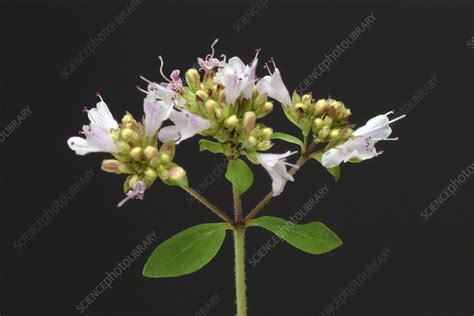 Marjoram oregano - Stock Image - B640/1098 - Science Photo Library