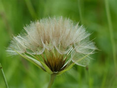 Western Salsify Ecoturf Of Northern Colorado