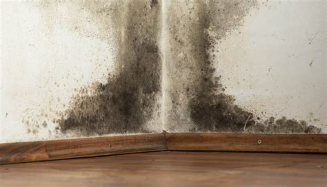 Brown Mold In Your Maryland Home MoldGone Net