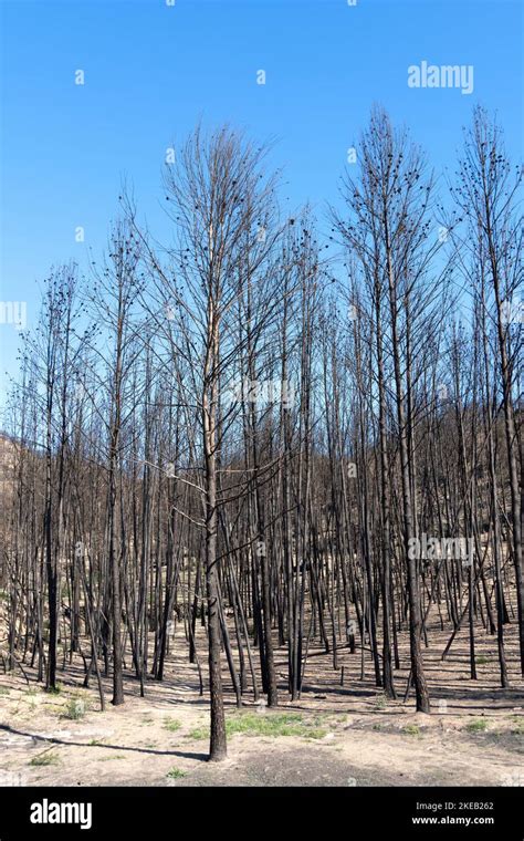 Young Pine Trees Burned By Forest Fire Small Forest Burned By Fire