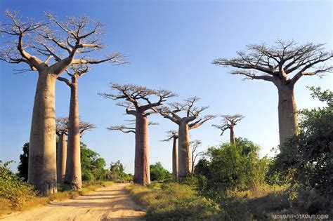 6 Benefits of Baobab Fruit Powder & How To Use It