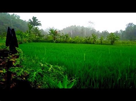 Suasana Sore Yg Tenang Hujan Deras Mengguyur Kampung Yg Indah Di