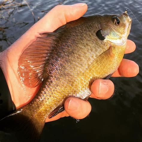 In The Northeast The Time For Early Season Bluegills Is Now Get Out