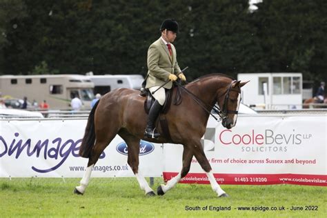 Maxi Cob Championship Rihs 2022 Whos Qualified