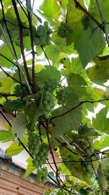 Um Cacho De Uvas Pendurado Em Uma Videira Foto Premium