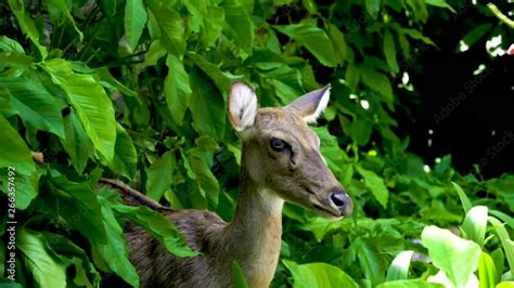 Eld S Deer Panolia Eldii Also Known As The Thamin Or Brow Antlered