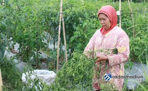 Tanaman Baceken Dan Diserang Ulat Buah Petani Cabai Merugi Radar Madiun