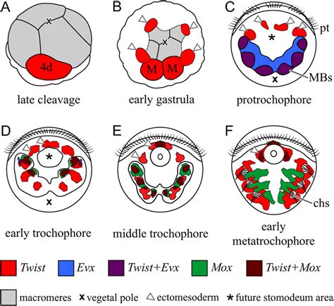 Formation and molecular patterning of the mesoderm in A. virens. Solely ...