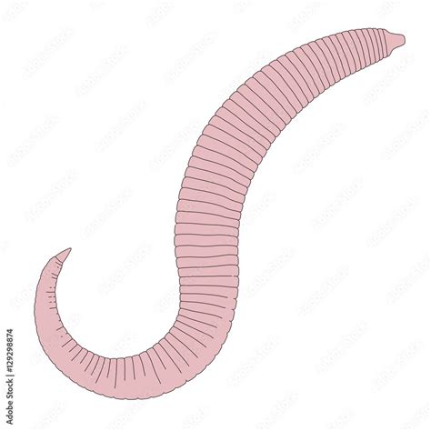 2d Cartoon Illustration Of Pinworm Stock Illustration Adobe Stock