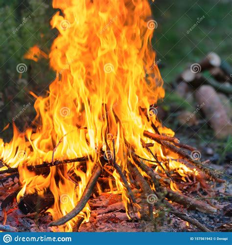 Bonfire In The Forest Stock Photo Image Of Smoke Beach 157561942