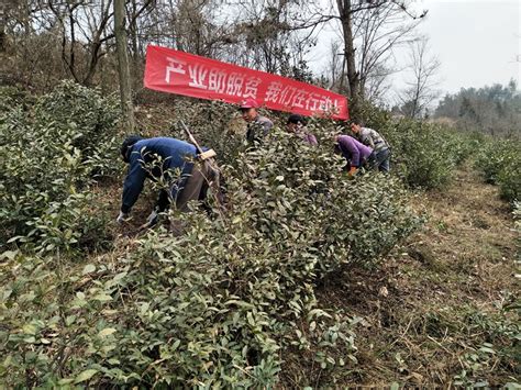 大道河镇：产业助脱贫 我们在行动 岚皋县人民政府