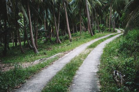 A Dirt Road in a Forest · Free Stock Photo