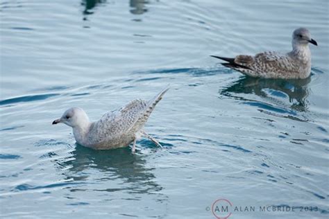 Iceland Gull Poop Iceland Gull Alan Mcbride Flickr