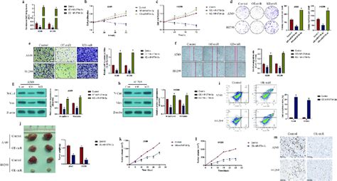 The Effects Of MiR 6734 3 On The Malignant Phenotypes In NSCLC Cells