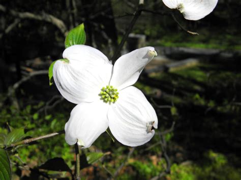 Blooming Dogwood Trees