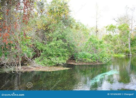 Weeki Wachee Springs State Park Stock Photo - Image of avian ...