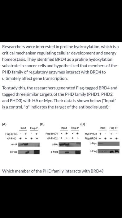 Solved Researchers were interested in proline hydroxylation, | Chegg.com