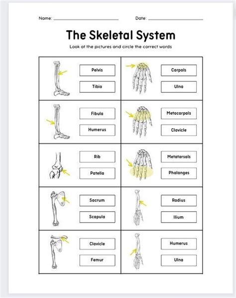 Printable Skeletal System Worksheets Anatomy Worksheet Homeschool