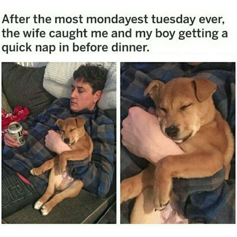 Sleeping dog : r/dogmemes