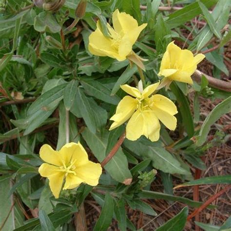 Oenothera Stubbei Chihuahuan Primrose Baja Primrose Green Things