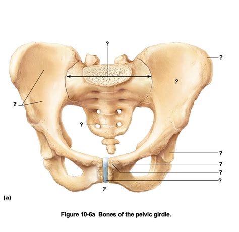 The Coxal Bones Diagram Quizlet