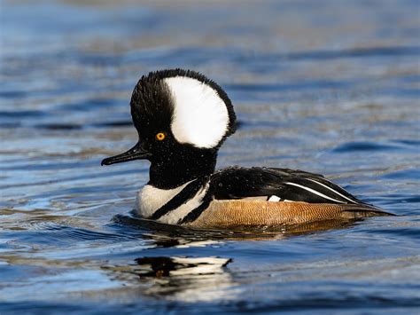 Male Hooded Merganser FotoRequest Ontario Canada Flickr