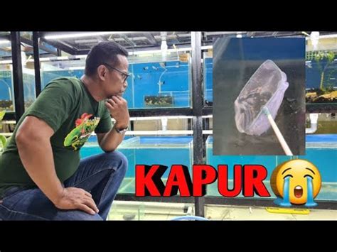 Cara Menanggulangi Kadar Kapur Yang Tinggi Pada Media Air Breeder