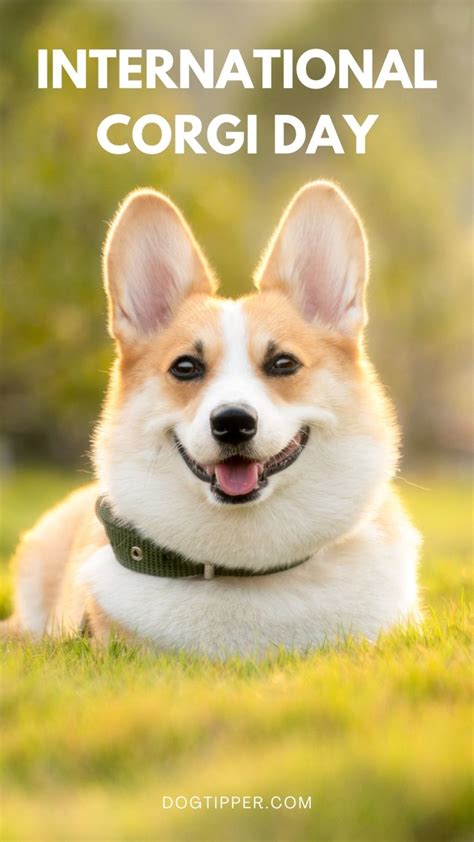 National Corgi Day 2024 Cyb Tanhya