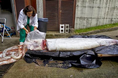 Criptozoología en España: Un calamar gigante, nueva atracción del Museo ...