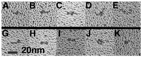 Bone Morphogenetic Protein 1 Is An Extracellular Processing Enzyme Of