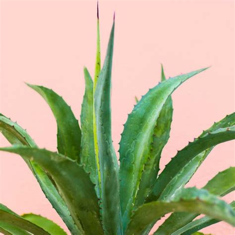 How To Propagate Aloe Plants Divisions And Cuttings