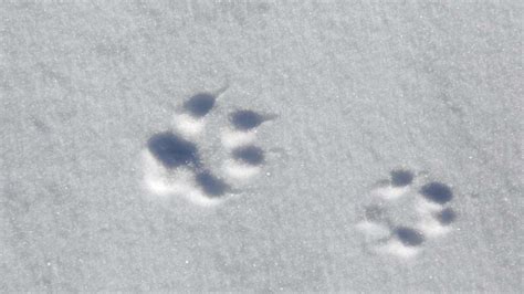 Fuchs im Garten Fußspuren sind im Schnee gut zu erkennen