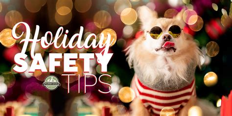 Holiday Pet Safety Helpful Tips For A Healthy Season