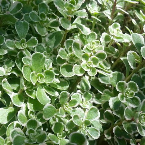 Assorted Succulent Ground Covers Mid Valley Trees