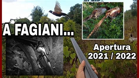 Apertura Caccia A Fagiani Stagione Venatoria 2021 2022 Setter